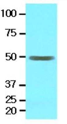 Western Blot: EPHX1 Antibody (2E5)BSA Free [NBP1-30163]