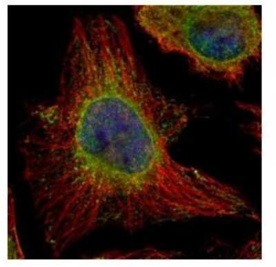 Immunocytochemistry/ Immunofluorescence: EPHX1 Antibody [NBP1-32882]