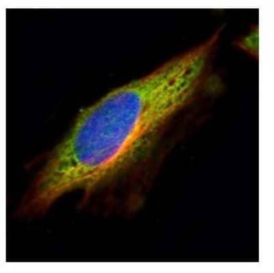 Immunocytochemistry/ Immunofluorescence: EPHX1 Antibody [NBP1-33011]