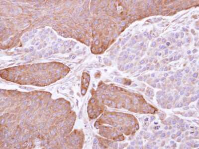 Immunohistochemistry-Paraffin: EPHX1 Antibody [NBP1-32882]