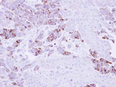 Immunohistochemistry-Paraffin: EPHX1 Antibody [NBP1-33011]