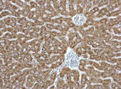 Immunohistochemistry-Paraffin: EPHX1 Antibody [NBP1-33011]