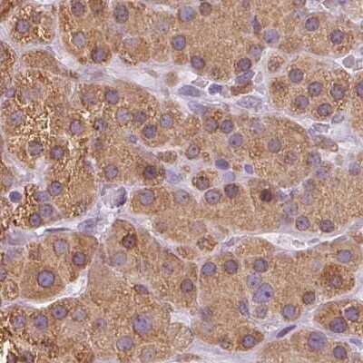 Immunohistochemistry-Paraffin: EPHX1 Antibody [NBP1-83969]
