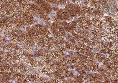 Immunohistochemistry-Paraffin: EPHX1 Antibody [NBP2-38594]