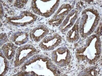 Immunohistochemistry: EPHX1 Antibody (OTI3F10) - Azide and BSA Free [NBP2-70646]