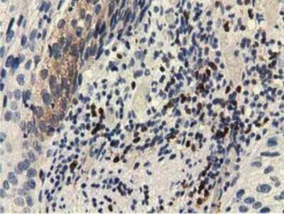 Immunohistochemistry-Paraffin: EPHX2 Antibody (OTI1A6) [NBP2-02948]