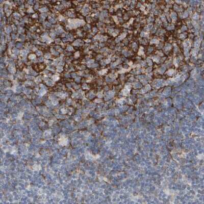 Immunohistochemistry-Paraffin: EPHX2 Antibody [NBP1-89531]