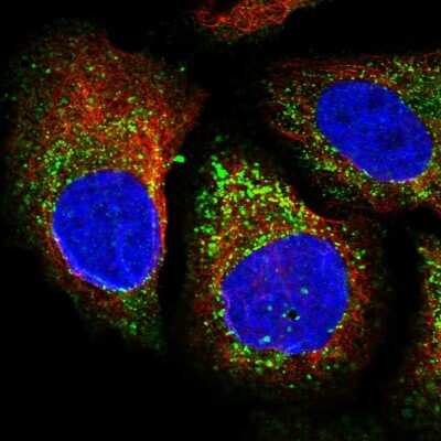 Immunocytochemistry/ Immunofluorescence: EPHX4 Antibody [NBP1-89307]