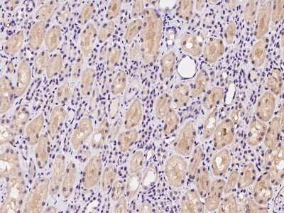 Immunohistochemistry-Paraffin: EPOP Antibody [NBP2-97385]