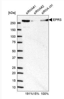 Western Blot: EPRS Antibody [NBP1-84930]