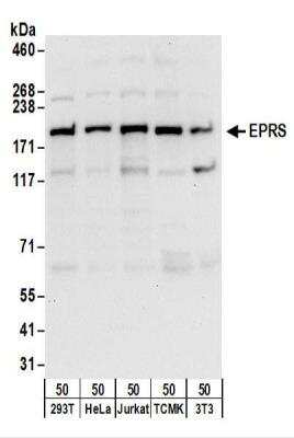 Western Blot: EPRS Antibody [NBP2-22311]