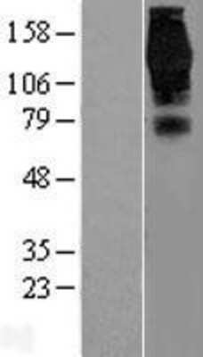 Western Blot: EPS15 Overexpression Lysate [NBL1-10301]