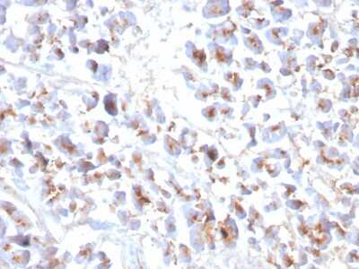 Immunohistochemistry-Paraffin: EPX Antibody (EPX/3908R) - Azide and BSA Free [NBP3-08476]