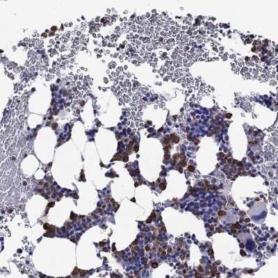 Immunohistochemistry-Paraffin: EPX Antibody [NBP3-17016]