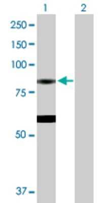 Western Blot: EPX Antibody [H00008288-D01P]