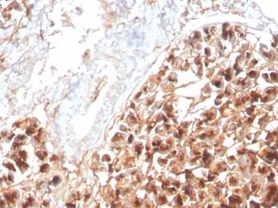 Immunohistochemistry-Paraffin: EPX Antibody (rEPO104) - Azide and BSA Free [NBP3-08457]