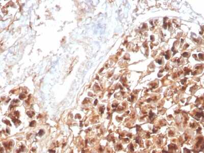 Immunohistochemistry-Paraffin: EPX Antibody (rEPO104) [NBP3-07388]