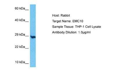 Western Blot: ER Membrane Protein Complex Subunit 10 Antibody [NBP2-84864]