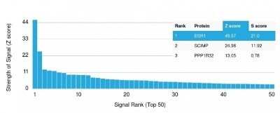 Protein Array: ER alpha/NR3A1 Antibody (ER506) - Azide and BSA Free [NBP2-33321]