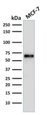 Western Blot: ER alpha/NR3A1 Antibody (ER506)Azide and BSA Free [NBP2-33321]