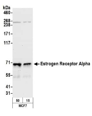 Western Blot: ER alpha/NR3A1 Antibody [NB200-347]