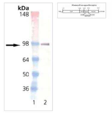 Western Blot: ER alpha/NR3A1 Antibody (h-151) [NB120-13538]