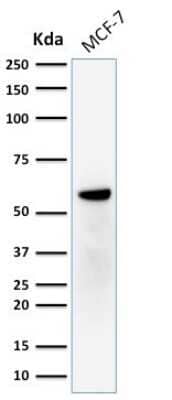 Western Blot: ER beta/NR3A2 Antibody (ERb455)Azide and BSA Free [NBP2-33066]