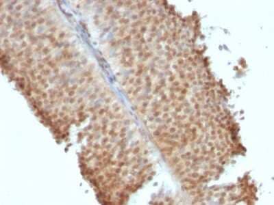 Immunohistochemistry-Paraffin: ER beta/NR3A2 Antibody (ERb455) [NBP2-29439]