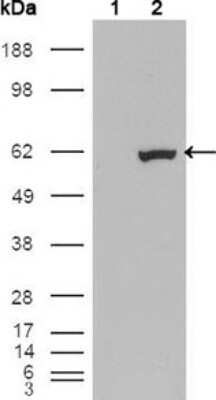 Western Blot: ETV1 Antibody (1C8B6)BSA Free [NBP1-28868]