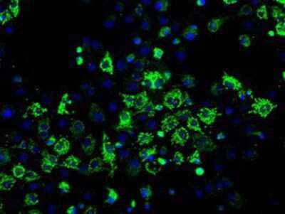 Immunocytochemistry/ Immunofluorescence: ERAB Antibody (OTI10B4) [NBP2-02118]