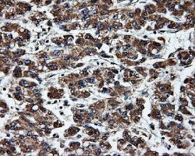 Immunohistochemistry-Paraffin: ERAB Antibody (OTI10B4) [NBP2-02118]