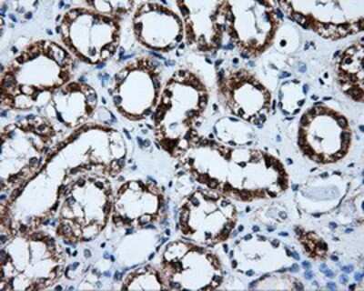 Immunohistochemistry-Paraffin: ERAB Antibody (OTI10B4) [NBP2-02118]