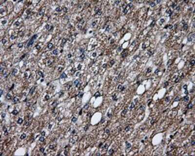Immunohistochemistry-Paraffin: ERAB Antibody (OTI10B4) [NBP2-02118]