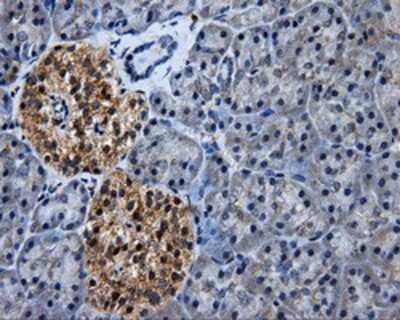 Immunohistochemistry-Paraffin: ERAB Antibody (OTI10B4) [NBP2-02118]