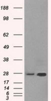 Western Blot: ERAB Antibody (OTI10B4) [NBP2-02118]