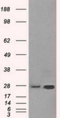 Western Blot: ERAB Antibody (OTI10B4)Azide and BSA Free [NBP2-70871]