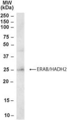 Western Blot: ERAB Antibody [NB300-887]