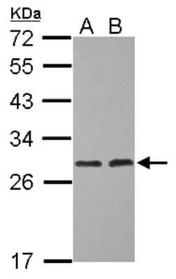 Western Blot: ERAB Antibody [NBP2-16360]