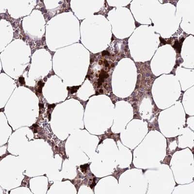 Immunohistochemistry-Paraffin: ERAF Antibody [NBP1-84008]