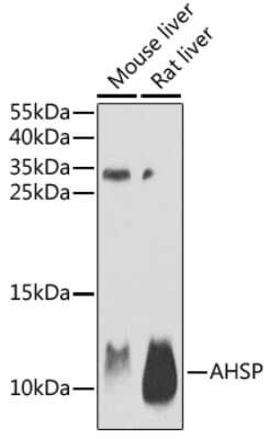 Western Blot: ERAF AntibodyBSA Free [NBP3-03222]