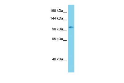 Western Blot: ERC2 Antibody [NBP2-83015]