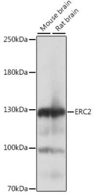 Western Blot: ERC2 AntibodyAzide and BSA Free [NBP3-05156]