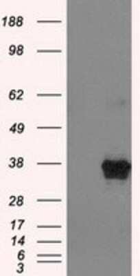 Western Blot: ERCC1 Antibody (OTI1A3) [NBP1-47733]