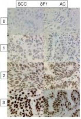 Immunohistochemistry-Paraffin: ERCC1 Antibody (8F1) - BSA Free [NB500-704]