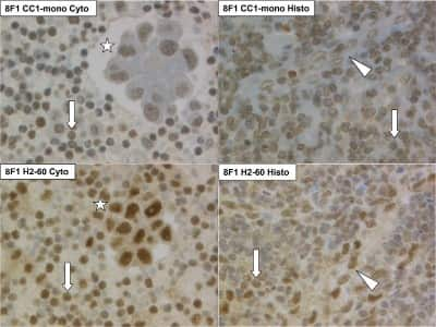 Immunohistochemistry-Paraffin: ERCC1 Antibody (8F1) - BSA Free [NB500-704]