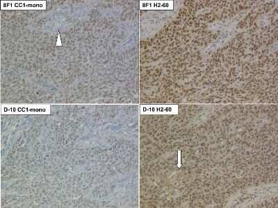 Immunohistochemistry-Paraffin: ERCC1 Antibody (8F1) - BSA Free [NB500-704]