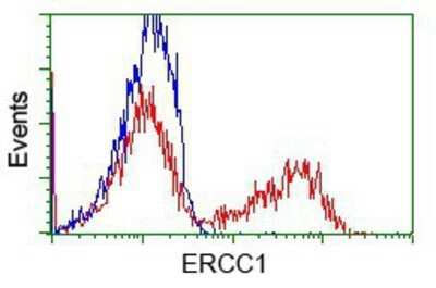 Flow Cytometry: ERCC1 Antibody (OTI1A3) - Azide and BSA Free [NBP2-70662]