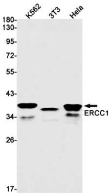 Western Blot: ERCC1 Antibody (S08-7E3) [NBP3-14929]