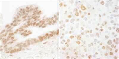 Immunohistochemistry-Paraffin: ERF Antibody [NB100-88120]