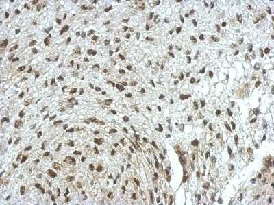 Immunohistochemistry-Paraffin: ERF Antibody [NBP2-16366]